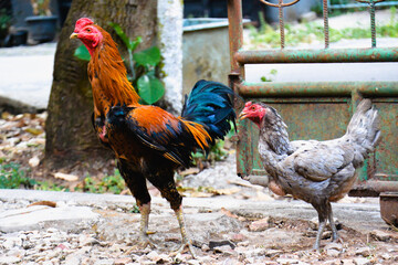A rooster and a laying hen together
