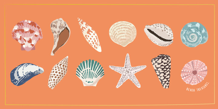 modern seashell vector illustration set, pretty lovely sea shell collection, sea shell wall art.