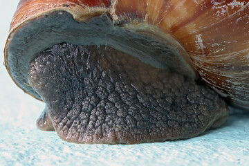 Close-up view of the front part of the foot with the shell of a snail crawling up the wall of a house