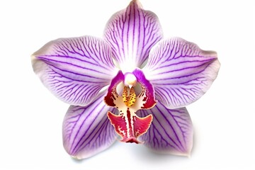 Fototapeta na wymiar Vibrant orchid, blooming in purple, isolated on white. Macro shot for design projects. PNG file. Generative AI