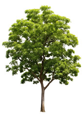 Tree tropical isolated transparent background, PNG file