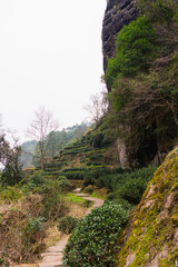 The tea plantations on the cliff terraces of Wuyishan Scenic Area, Fujian, China