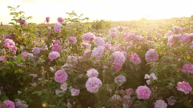 Rose Valley. Industrial Cultivation of Oil Bearing Rose and Rose Oil Production