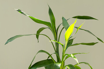 Fototapeta premium Lucky bamboo green leaves in sunlight, close up.