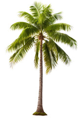 Coconut palm Tree tropical isolated transparent background, PNG file