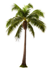 Coconut palm Tree tropical isolated transparent background, PNG file
