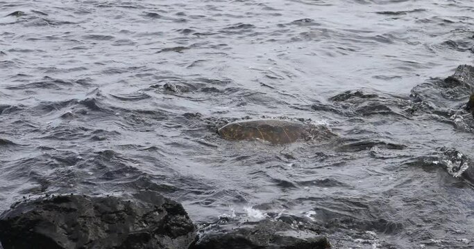Pacific ocean turtle in rocks Punalu beach Hawaii. Kauai Poiop beach, home to sea turtles and Monk Seals. Rare and endangered native sea animals. Economy is tourism based. Volcanic lava rock.