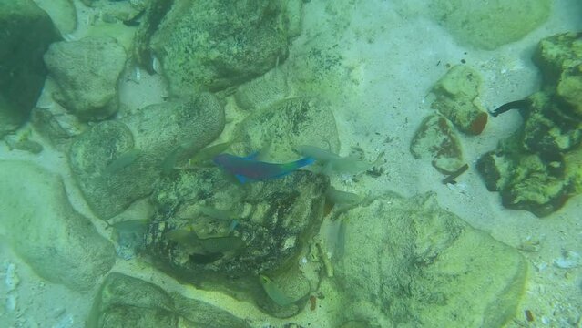 Snorkling snorkel in Phi Phi Island Corel reef teaming with reef fish of various colours. Phuket Thailand teaming with reef fish of various colours. vibrant and colourful Corel reef