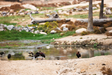 birds resting at a pool of water in the desert
