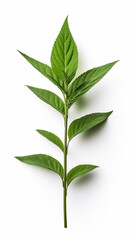 Fototapeta premium Photo of Balsam flower isolated on white background