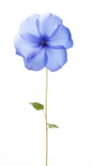 Photo of Balloon flower isolated on white background