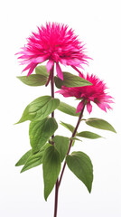 Photo of Bee Balm flower isolated on white background