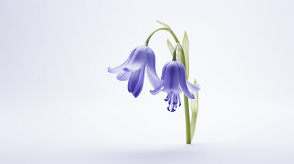 Photo of Bluebell flower isolated on white background