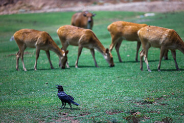 corvid stands on the grass with herd of deer in the background