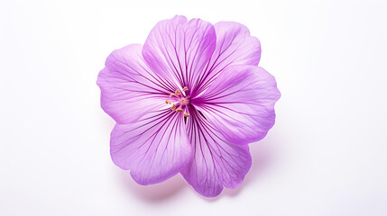 Photo of Cranesbill flower isolated on white background