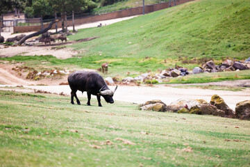 cape buffalo grazing on grass at the zoo