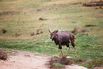 nyala antelope walking across the gras