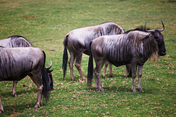 Obraz na płótnie Canvas wildebeest standing in the grass