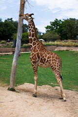 giraffe grazes on a zoo feeder tree