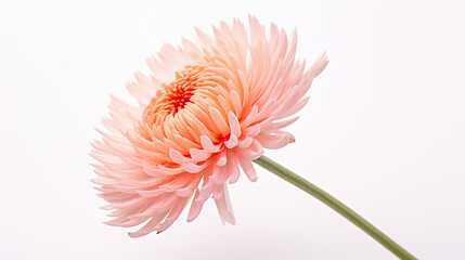 Photo of Everlasting flower isolated on white background