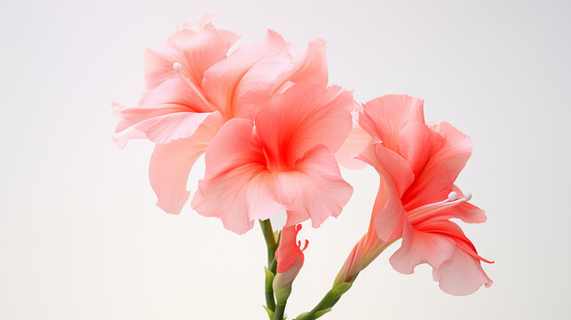 Photo of Gladiola flower isolated on white background