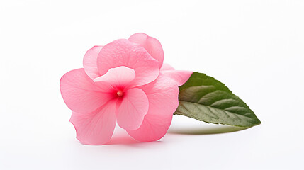 Photo of Impatiens flower isolated on white background