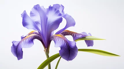 Fotobehang Photo of Iris flower isolated on white background © moufau