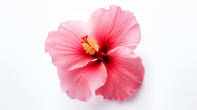 Photo of Hibiscus flower isolated on white background