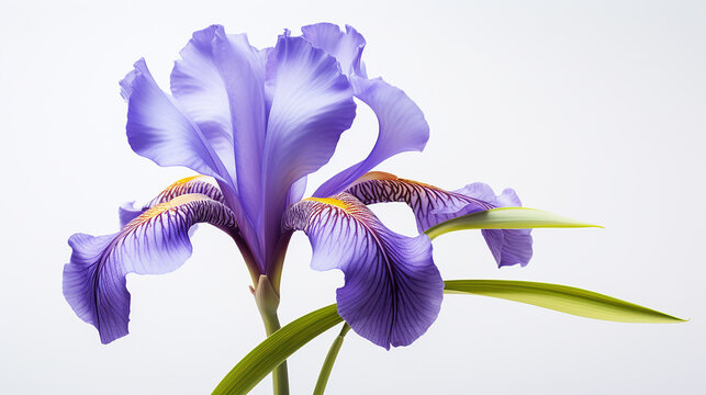 Photo of Iris flower isolated on white background