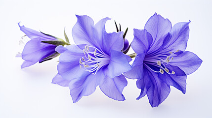 Photo of Larkspur flower isolated on white background