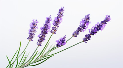 Photo of Lavender flower isolated on white background