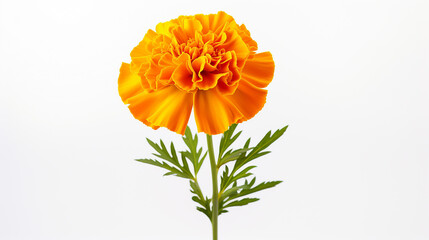 Photo of Marigold flower isolated on white background