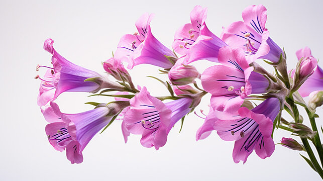 Photo of Penstemon flower isolated on white background