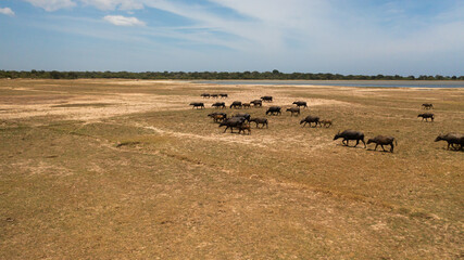 Aerial drone of Herd of buffaloes in the savannah in the national park. Sri Lanka. - obrazy, fototapety, plakaty