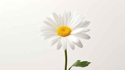 Obraz premium Photo of Shasta Daisy flower isolated on white background