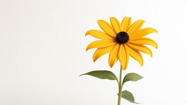 Photo of Rudbeckia flower isolated on white background