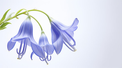 Obraz na płótnie Canvas Photo of Virginia Bluebell flower isolated on white background