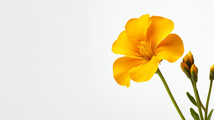 Photo of Wallflower flower isolated on white background