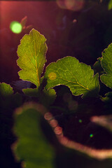 Artistic picture with beautiful bokeh of a plant. © Fernando