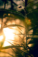 Artistic picture with beautiful bokeh of a plant with sunset behind it. © Fernando