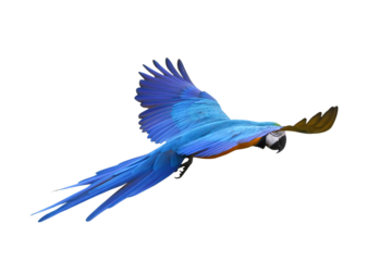 Colorful flying parrot isolated on transparent background png file
