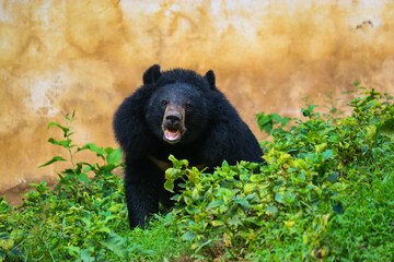 BEAR IN THE JUNGLE LOOKING AT YOU FOR ATTACK
