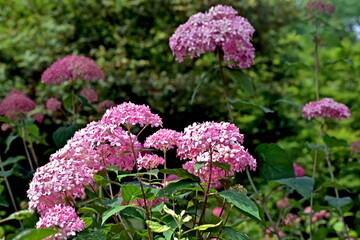 Obraz premium 紫陽花 アジサイ あじさい 岡山 美咲花山園