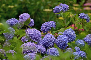紫陽花　アジサイ　あじさい　岡山　美咲花山園