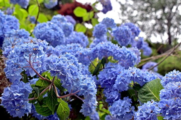 紫陽花　アジサイ　あじさい　岡山　美咲花山園
