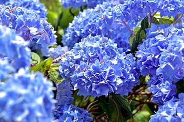 紫陽花　アジサイ　あじさい　岡山　美咲花山園