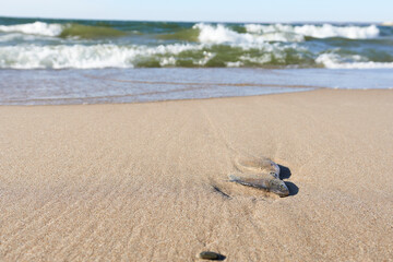Dead fish on a sandy beach against the waves.
