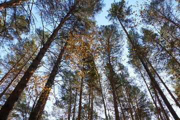 Pine trees in autumn forest with fallen leaves on sky background.