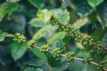 Green coffee bean berry plant fresh raw seed coffee tree growth in eco organic farm. Close up Green seed berries harvest arabica coffee garden. Fresh coffee bean green leaf bush ecology berry plant