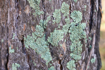 Green lichen on the bark of a tree in the forest. © Vin.rusanov